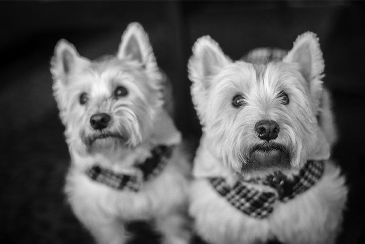 Two West Highland White Terriers wearing bandanas.