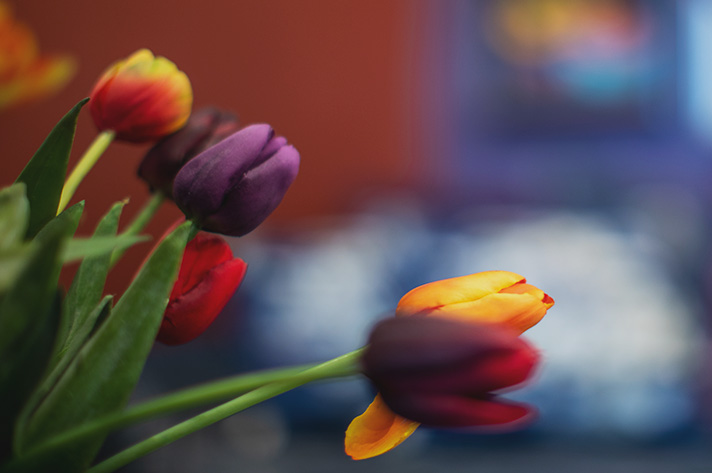 Close-up of vibrant tulips with a blurred background.