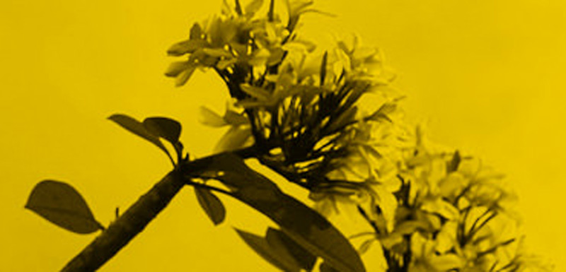 Close-up of a yellow-flowered plant with dark leaves.